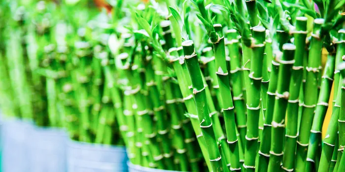 バンブーファイバーとはどんな素材?