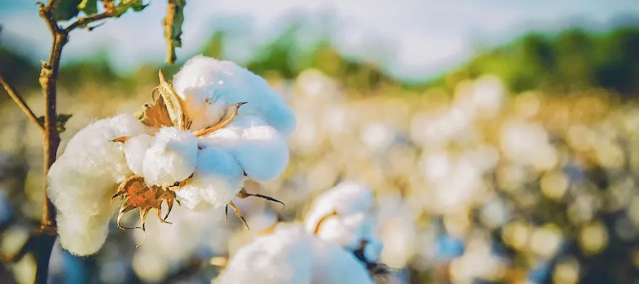 リサイクルコットンはこうやって作られる!